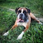 Ah poletni veeri! pippathedog germanboxer