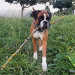 Pred nevihto pippathedog germanboxer