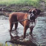 Pippi je kul lifeisgood pippathedog germanboxer