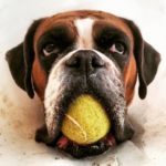 Tenis pippathedog germanboxer tennisball