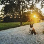 Kakovosten sprehod    sunset dogwalking igljubljana pippathedog germanboxerhellip