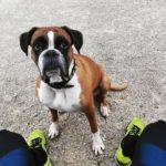 Dolge pantalone    pippathedog germanboxer boxersofinstagram dogsofinstagram asicshellip