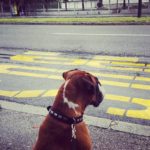 akajo na bus    pippathedog waitingonabus germanboxer boxersofinstagramhellip