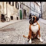 Mestna gospa    pippathedog germanboxer boxersofinstagram instaboxer dogsofinstagramhellip