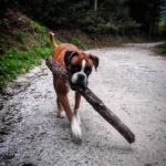 drve pippathedog germanboxer boxersofinstagram dogsofinstagram