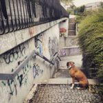 Beton    pippathedog germanboxer instaboxer boxersofinstagram dogsofinstagram igljubljanahellip