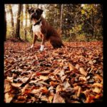 Stelja    autmnleaves autumncolors pippathedog germanboxer igboxers boxersofinstagramhellip