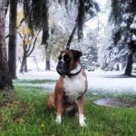 Zelena zima    pippathedog germanboxer igboxers boxersofinstagram igdogshellip